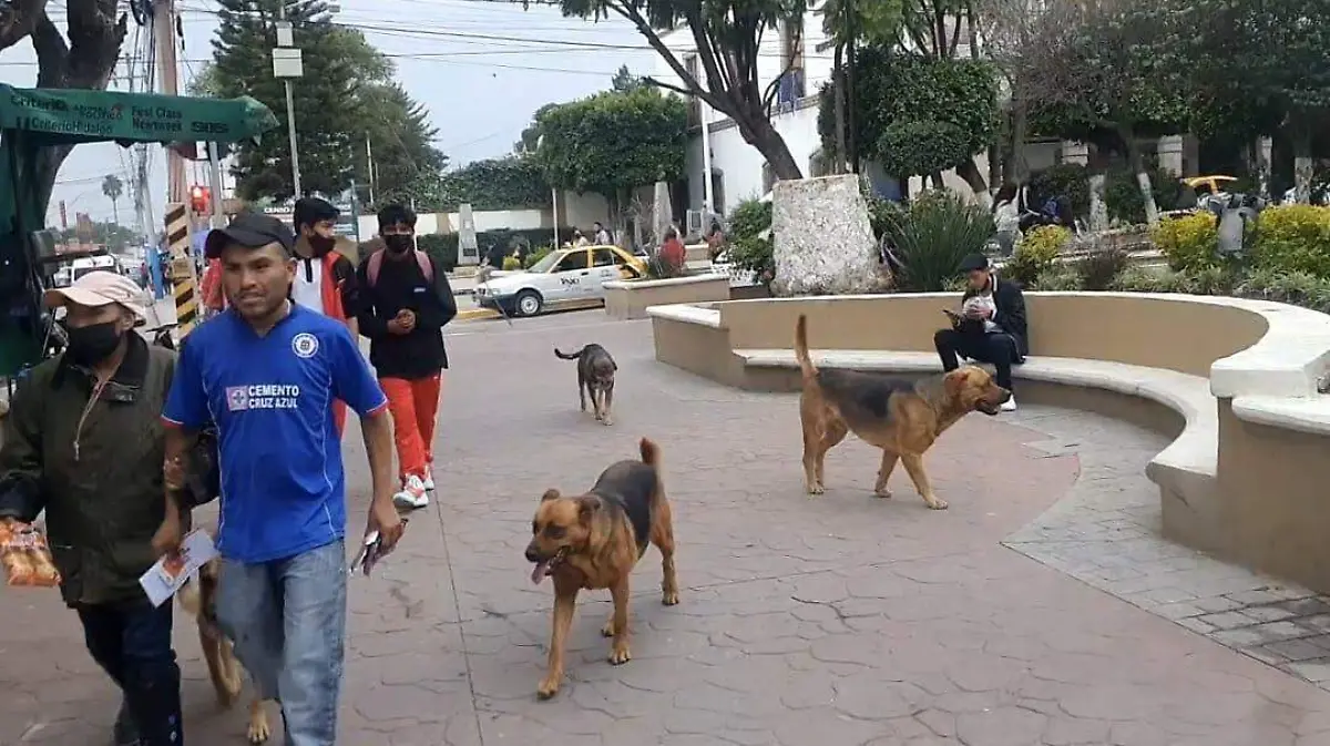 perros callejeros